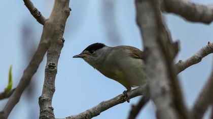 Karabaşlı ötleğen