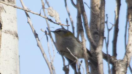 Sürmeli çalıkuşu