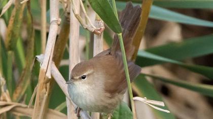 Kamışbülbülü