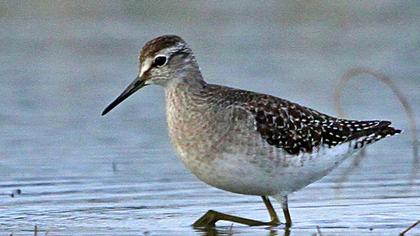 Orman düdükçünü