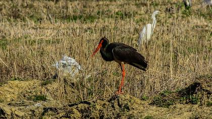 Black Stork