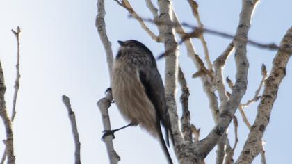 Uzunkuyruklu baştankara