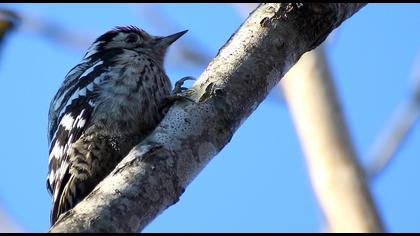 Küçük ağaçkakan