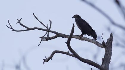 Büyük orman kartalı