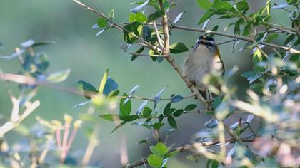 Sürmeli çalıkuşu