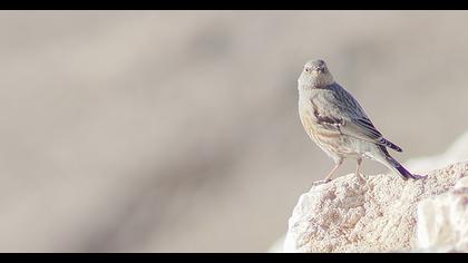 Büyük dağbülbülü