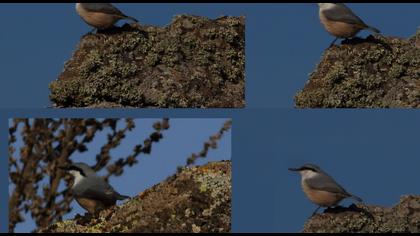 Western Rock Nuthatch