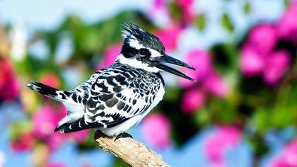 Alaca yalıçapkını