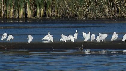 Sığır balıkçılı