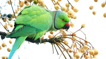 Yeşil papağan