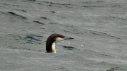 Karagerdanlı dalgıç