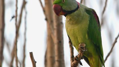 İskender papağanı