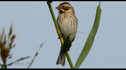 Bataklık Kirazkuşu