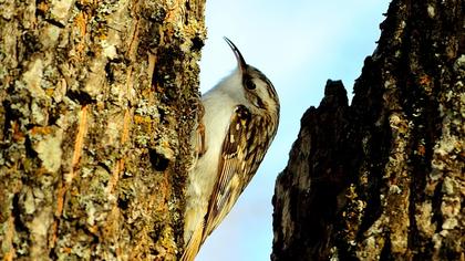 Orman tırmaşıkkuşu