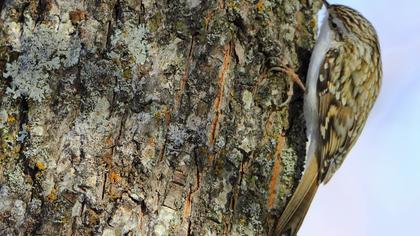 Bahçe tırmaşıkkuşu