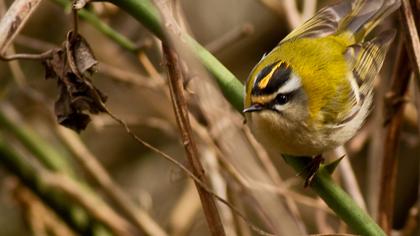 Sürmeli çalıkuşu