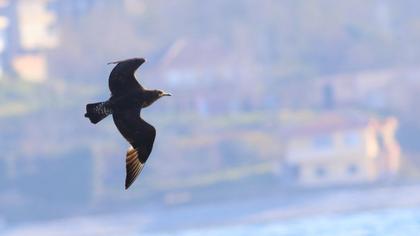 Kütkuyruklu korsanmartı