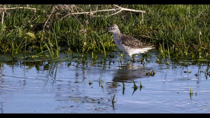 Bataklık düdükçünü