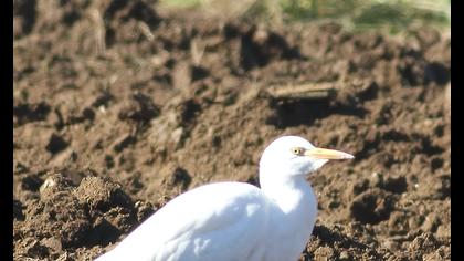 Sığır balıkçılı