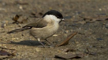 Kayın baştankarası