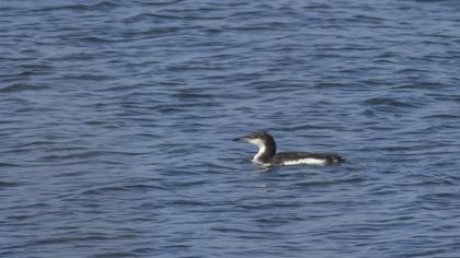 Karagerdanlı dalgıç