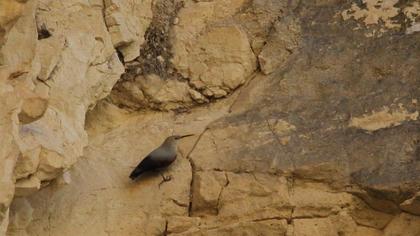 Duvar tırmaşıkkuşu