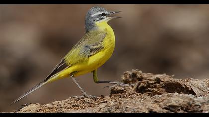 Sarı kuyruksallayan