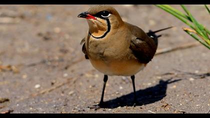Bataklıkkırlangıcı