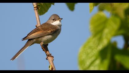 Akgerdanlı ötleğen