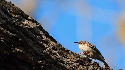 Bahçe tırmaşıkkuşu