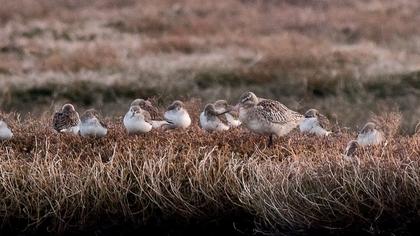 Kıyı çamurçulluğu