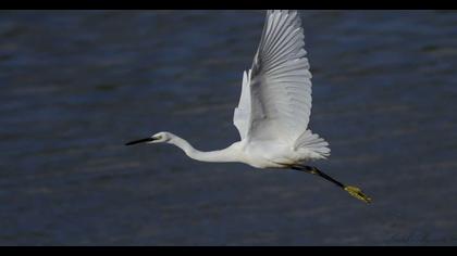Küçük ak balıkçıl