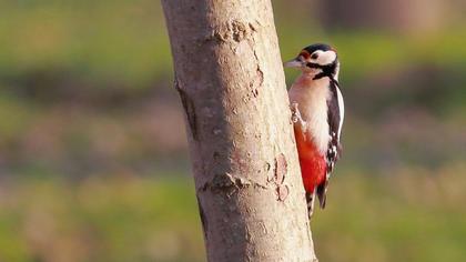 Orman alaca ağaçkakanı