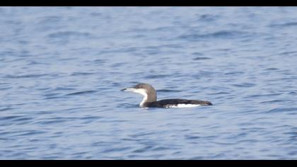 Karagerdanlı dalgıç