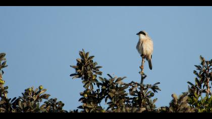 Karaalınlı örümcekkuşu