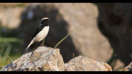 Aksırtlı kuyrukkakan