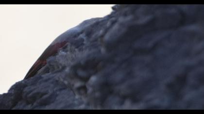 Duvar tırmaşıkkuşu