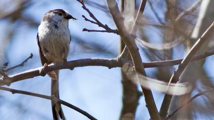 Uzunkuyruklu baştankara