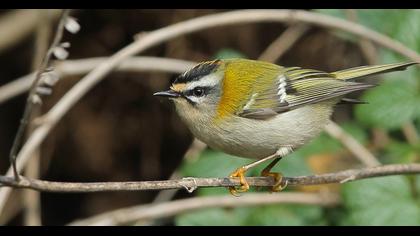 Sürmeli çalıkuşu