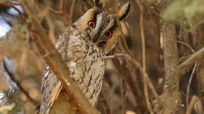 Kulaklı orman baykuşu