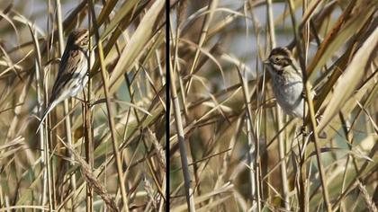 Bataklık Kirazkuşu