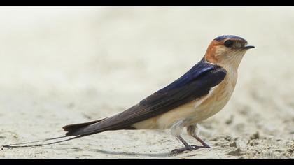 Kızıl kırlangıç