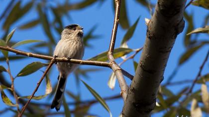Uzunkuyruklu baştankara