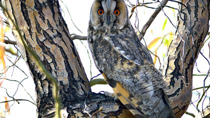 Kulaklı orman baykuşu