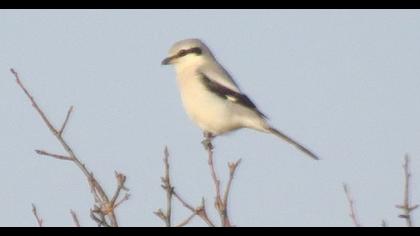 Büyük örümcekkuşu
