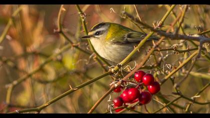 Sürmeli çalıkuşu