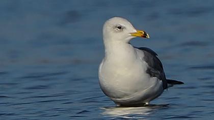 Van gölü martısı