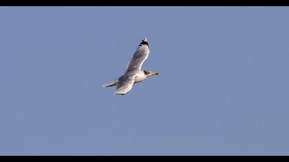 Büyük karabaş martı