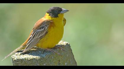 Karabaşlı kirazkuşu