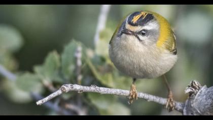 Sürmeli çalıkuşu